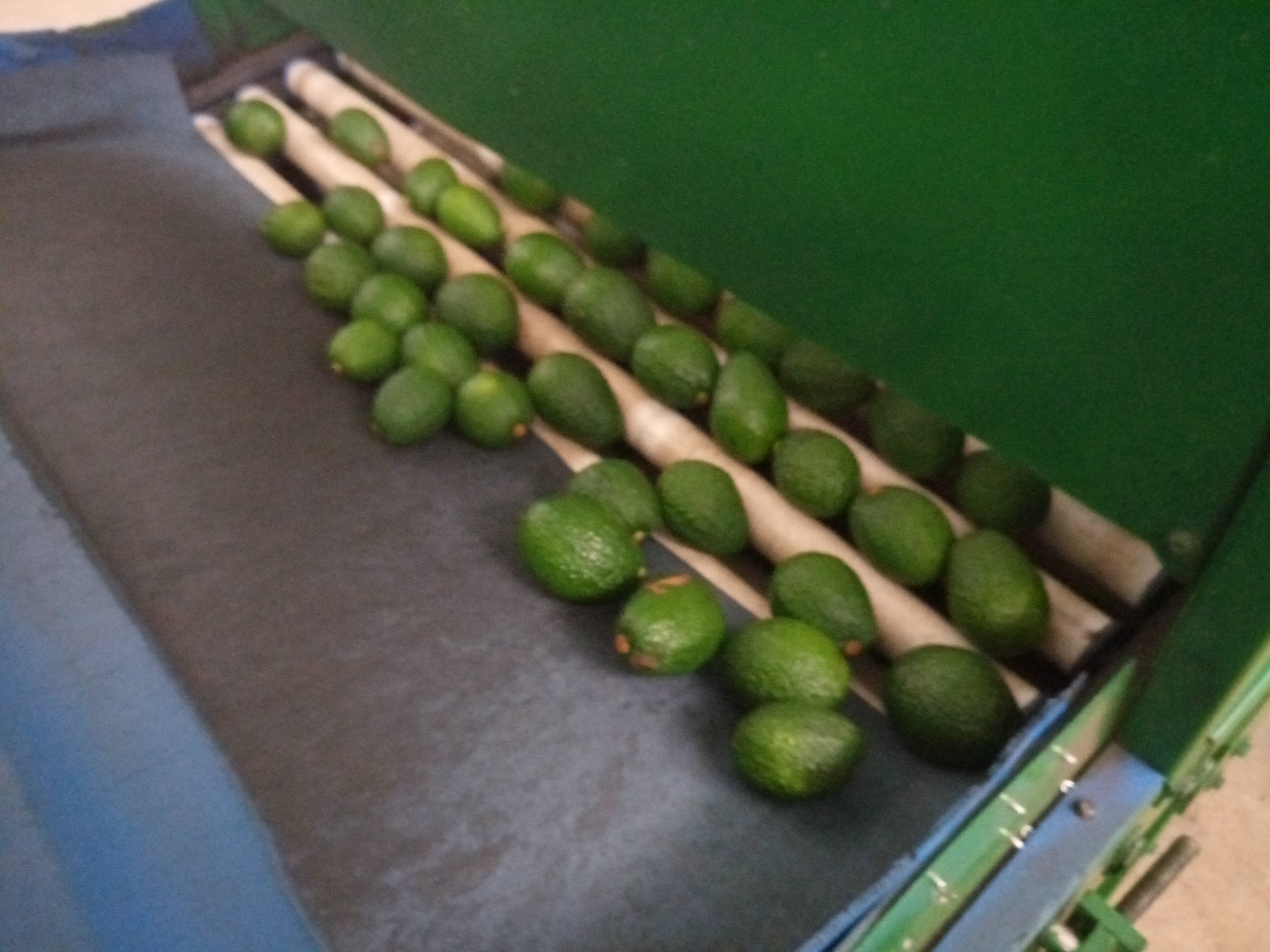 Fruta fresca Dorado División